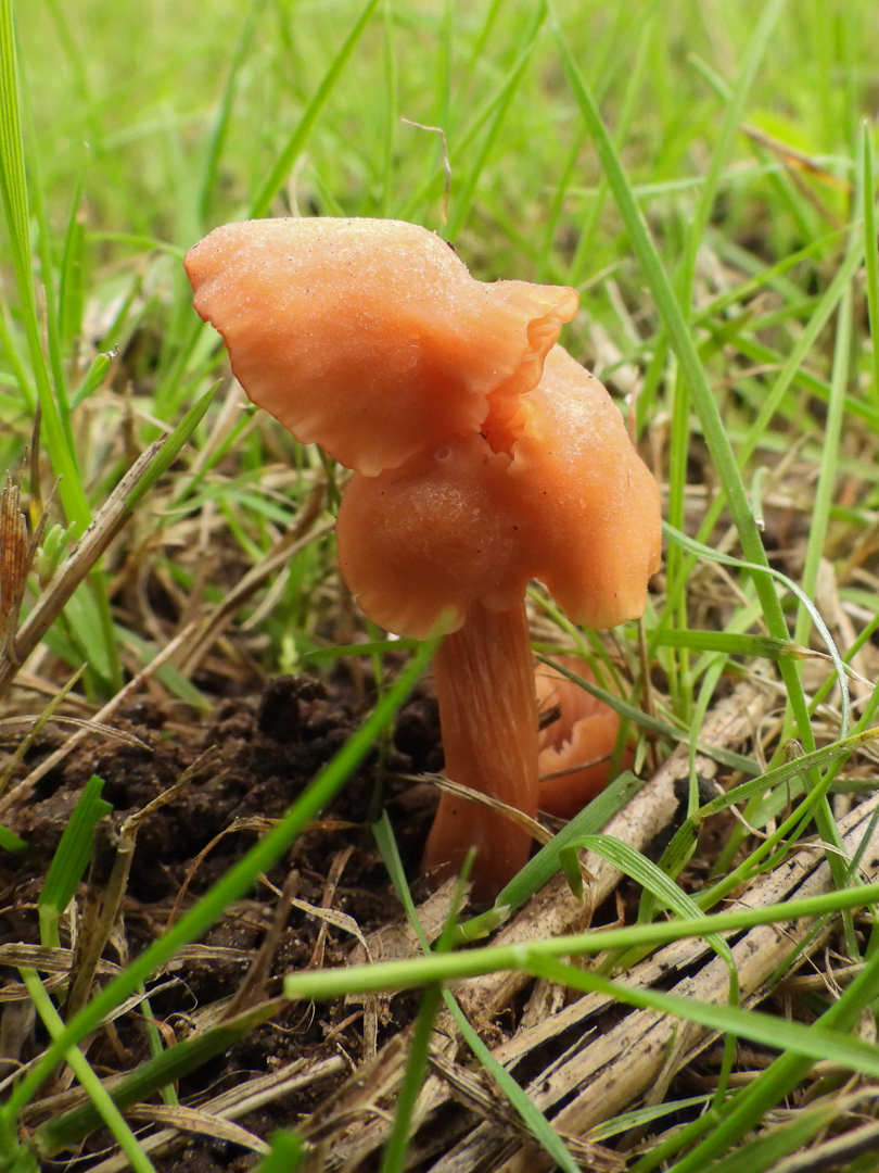 Welke paddestoel is dit?